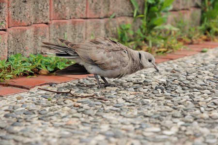 我們所珍藏的納尼亞寶藏