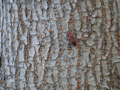 快樂的美麗世界