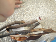 校園大探索-昆蟲之旅