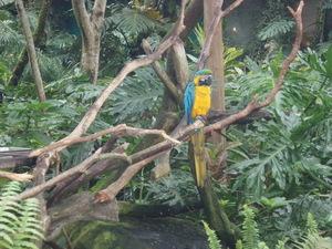 黃藍相間的金剛鸚鵡