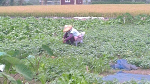 辛苦採收農作物的阿婆