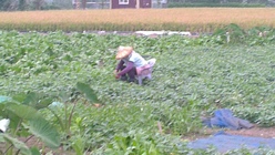 辛苦採收農作物的阿婆