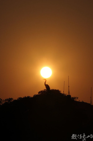 旭日初升，鳥兒說早安