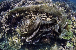 幽靈漁網的糾纏