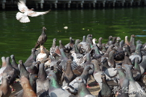 接受供養的鴿群