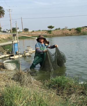 魚塭生活