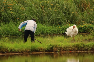 白鶴與農夫