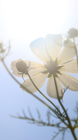 看見太陽的今天