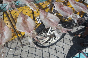 曬魷魚