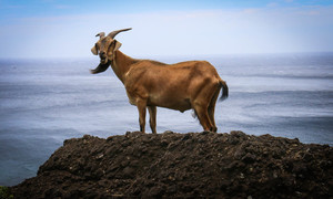 懸崖的山羊