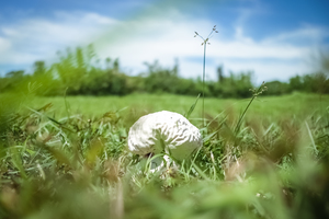 是誰的大腦遺落在草地上