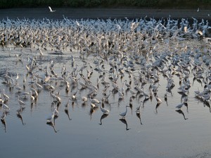 白鷺鷥的流水席