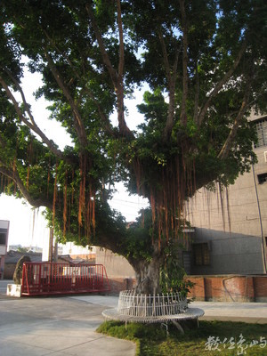 百年榕樹