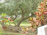 義竹國小校園一角