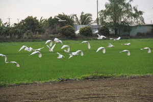奔飛的白鷺鷥