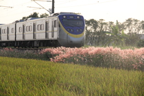 稻田上的火車