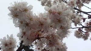 初春的櫻花.jpg