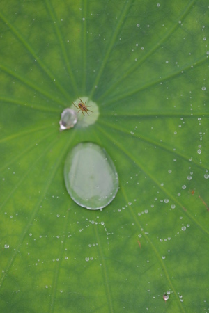 島.雨