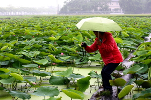 雨中即景