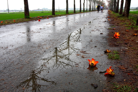 白河木棉花蓮花