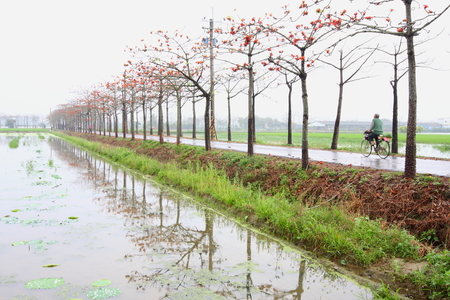 白河木棉花蓮花