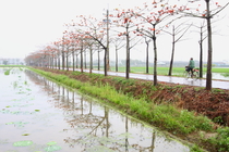 下雨中的木棉花道