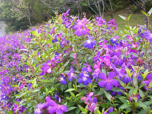 再現美麗島2007年數位�