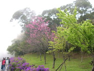 再現美麗島2007年數位�