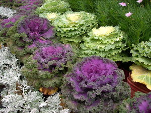 再現美麗島2007年數位�