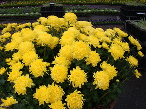 再現美麗島2007年數位�