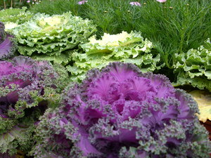 再現美麗島2007年數位�