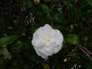 再現美麗島2007年數位�