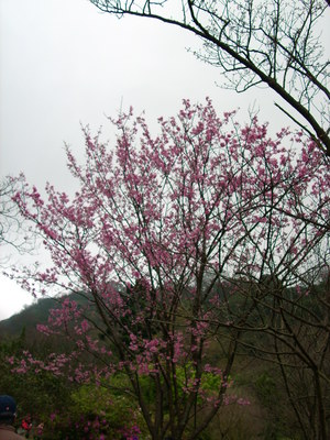 再現美麗島2007年數位�