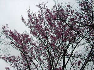 再現美麗島2007年數位�