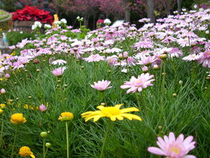 再現美麗島2007年數位�