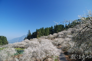南投縣信義鄉-烏松崙梅花