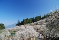 南投縣信義鄉-烏松崙梅花