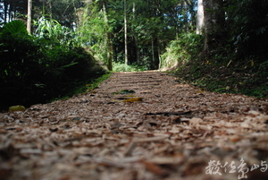 南投縣鹿谷鄉-溪頭森林遊樂區