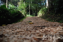 南投縣鹿谷鄉-溪頭森林遊樂區