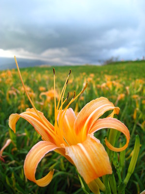 台灣拼圖-花蓮縣富里鄉
