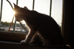 雲林縣古坑鄉－住家