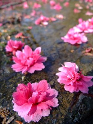 台北市北投區-北投櫻花