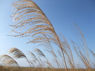 台中市大肚區-望高寮芒海