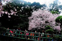 新北市淡水區--瘋天元