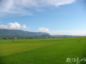 台東縣池上鄉---翠綠稻田
