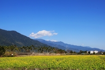 台東縣關山鎮-關山油菜花田