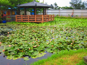 苗栗縣通霄鎮白沙屯-石蓮園 
