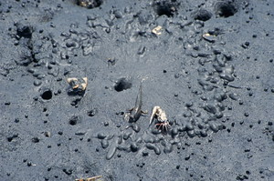 彈塗魚與招潮蟹的對話