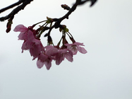 山櫻花(昭和櫻2)