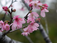 山櫻花(昭和櫻1)